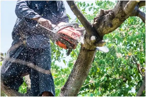 tree services Bridge City